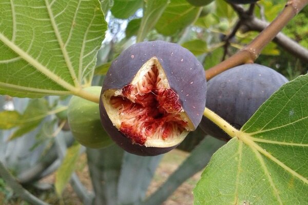 Сок листьев инжира