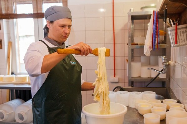 Cryphonectria parasitic