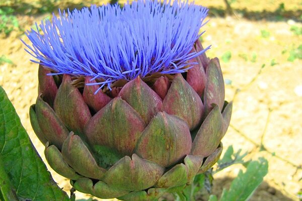 Артишок семейства астровых